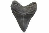 Serrated, Fossil Megalodon Tooth - South Carolina #306304-2